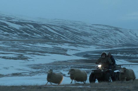 Ovnovi (Hrútar), red. Grímur Hákonarson