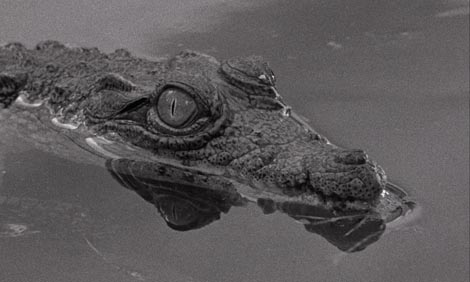 Tabu (Tabu), red. Miguel Gomes