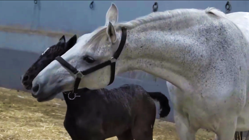 <em>Tradicionalna reja in vzreja lipicancev</em>, red. Manca Filak i Žiga Gorišek, 2019.